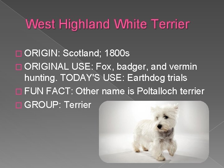 West Highland White Terrier � ORIGIN: Scotland; 1800 s � ORIGINAL USE: Fox, badger,