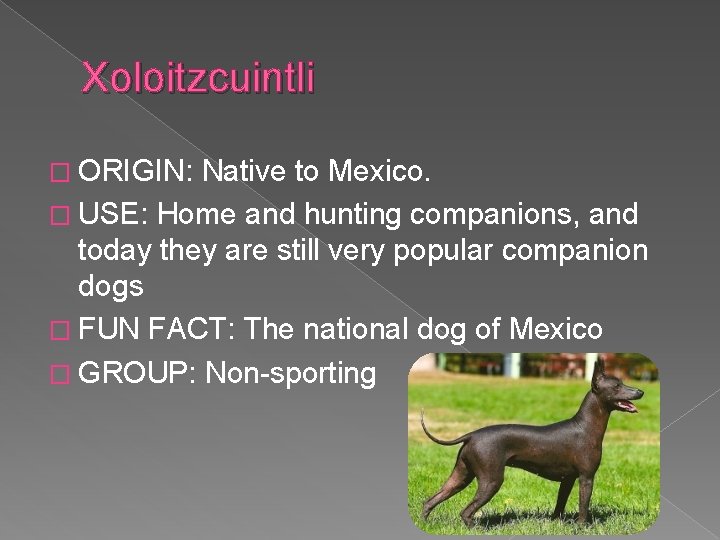 Xoloitzcuintli � ORIGIN: Native to Mexico. � USE: Home and hunting companions, and today