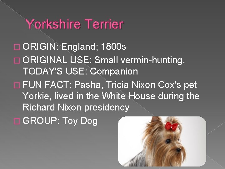 Yorkshire Terrier � ORIGIN: England; 1800 s � ORIGINAL USE: Small vermin-hunting. TODAY'S USE: