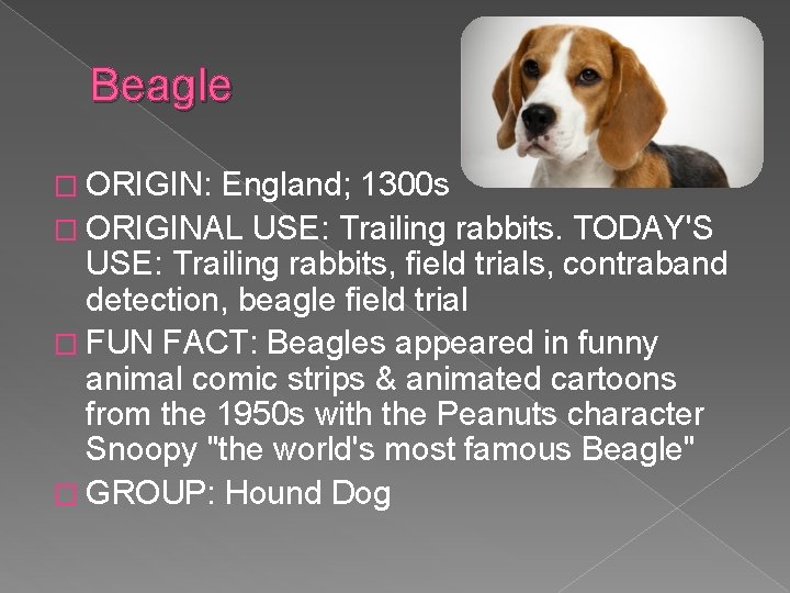 Beagle � ORIGIN: England; 1300 s � ORIGINAL USE: Trailing rabbits. TODAY'S USE: Trailing
