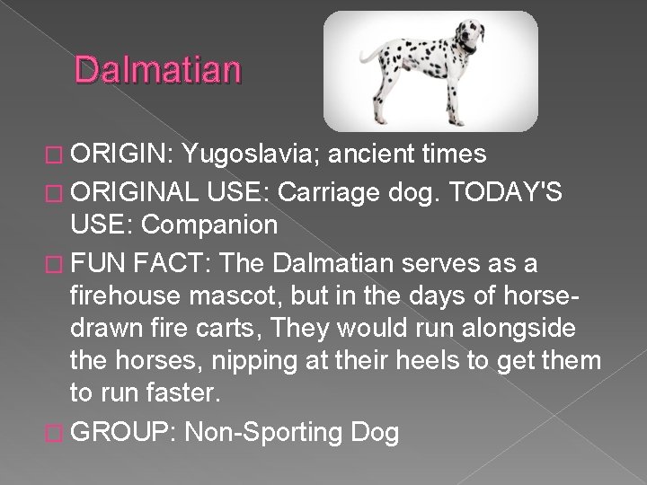 Dalmatian � ORIGIN: Yugoslavia; ancient times � ORIGINAL USE: Carriage dog. TODAY'S USE: Companion