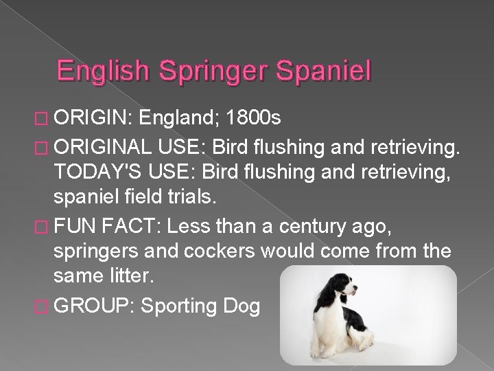  English Springer Spaniel � ORIGIN: England; 1800 s � ORIGINAL USE: Bird flushing