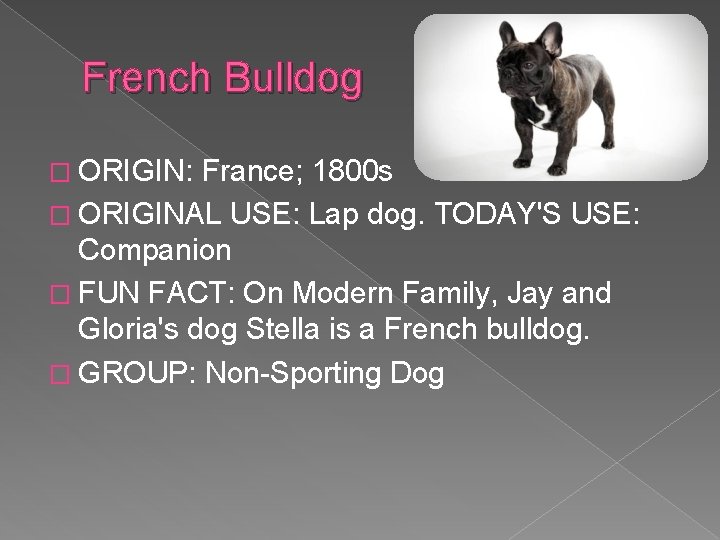 French Bulldog � ORIGIN: France; 1800 s � ORIGINAL USE: Lap dog. TODAY'S USE: