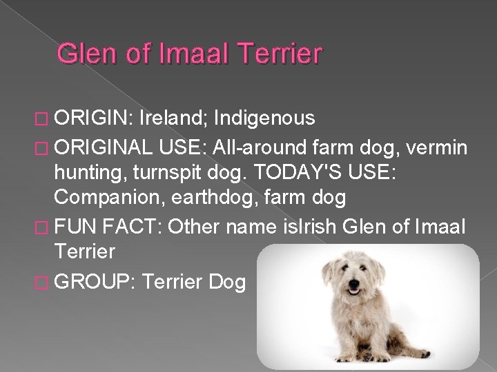 Glen of Imaal Terrier � ORIGIN: Ireland; Indigenous � ORIGINAL USE: All-around farm dog,