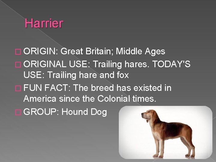Harrier � ORIGIN: Great Britain; Middle Ages � ORIGINAL USE: Trailing hares. TODAY'S USE: