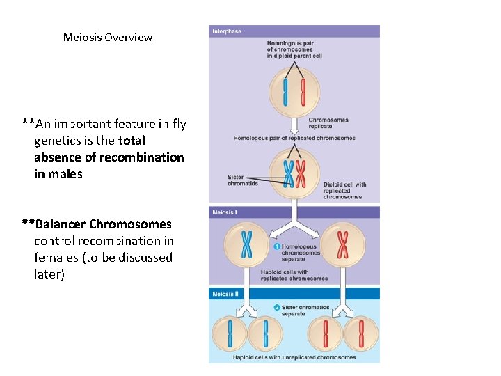 Meiosis Overview **An important feature in fly genetics is the total absence of recombination