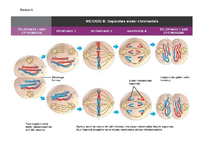 Meiosis II 