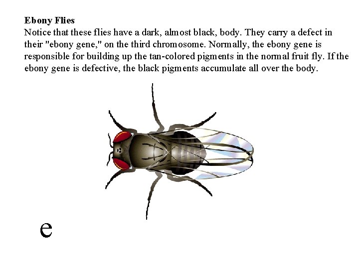 Ebony Flies Notice that these flies have a dark, almost black, body. They carry