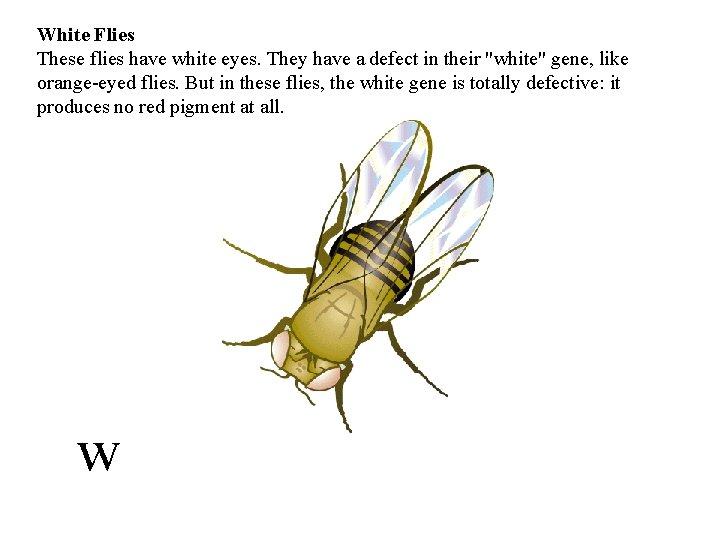 White Flies These flies have white eyes. They have a defect in their "white"