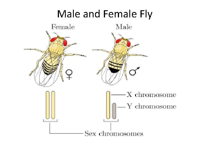 Male and Female Fly 