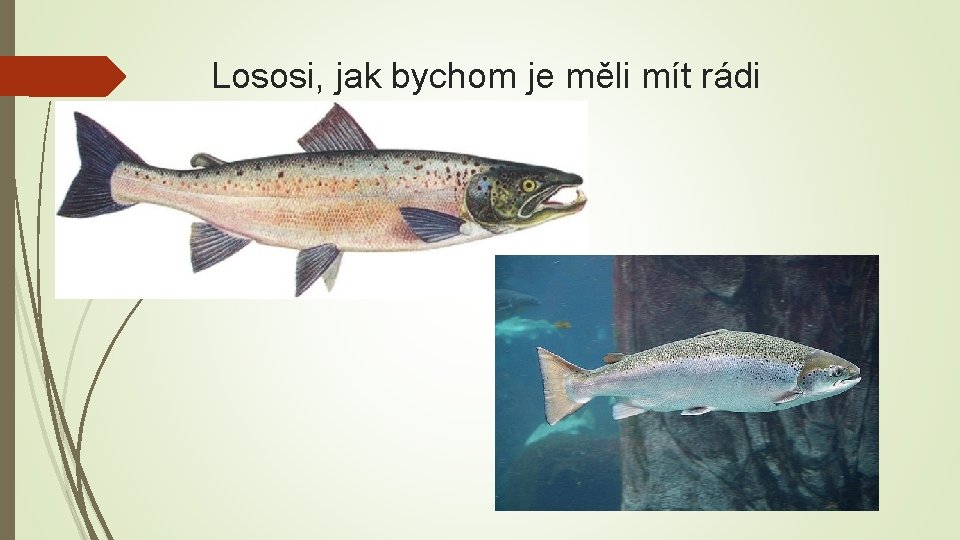 Lososi, jak bychom je měli mít rádi 