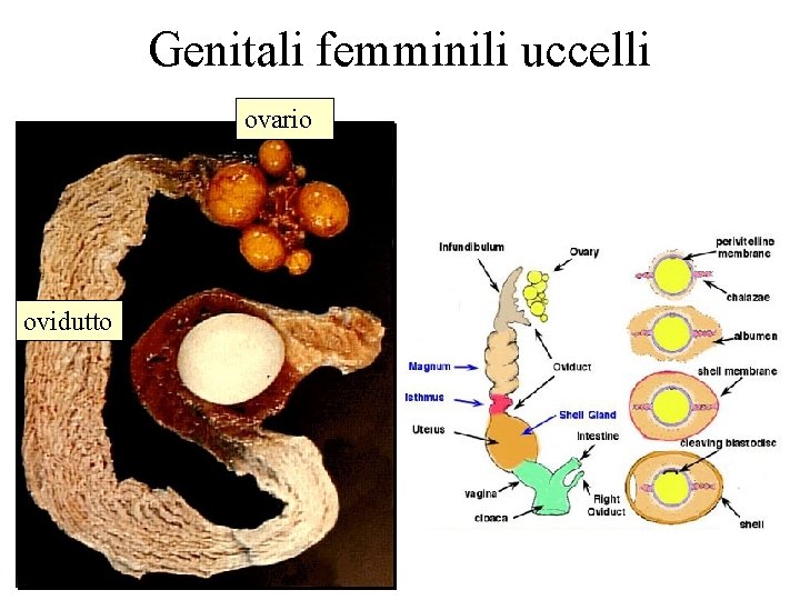 Genitali femminili uccelli ovario ovidutto 