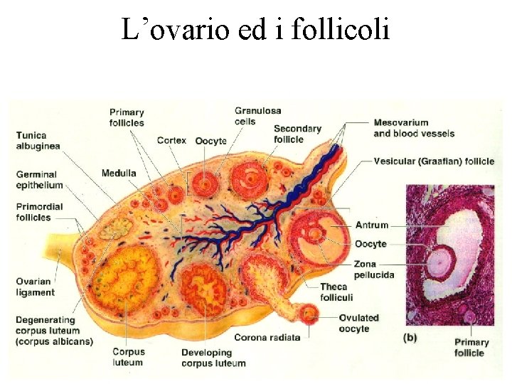 L’ovario ed i follicoli 
