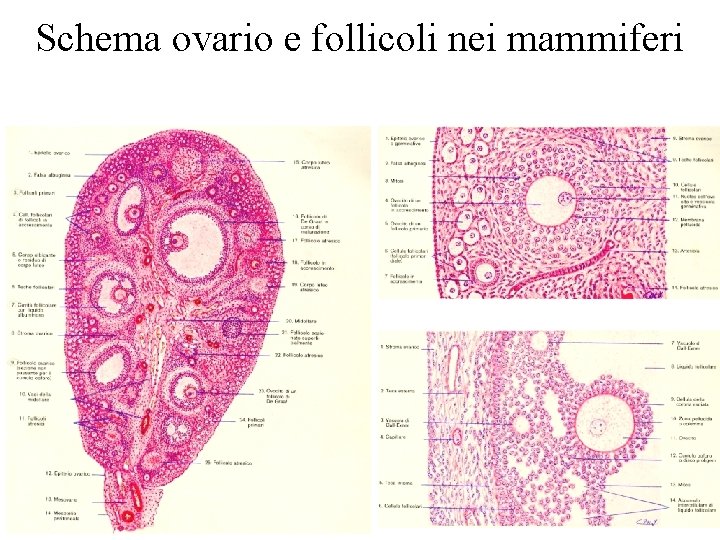 Schema ovario e follicoli nei mammiferi 