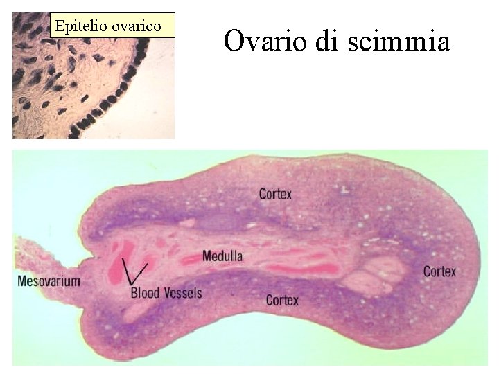 Epitelio ovarico Ovario di scimmia 