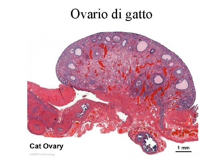 Ovario di gatto 