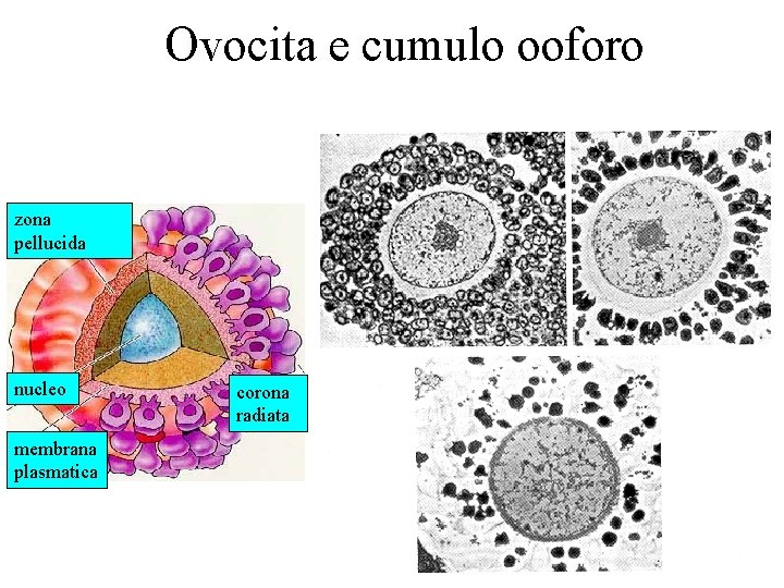 Ovocita e cumulo ooforo zona pellucida nucleo membrana plasmatica corona radiata 