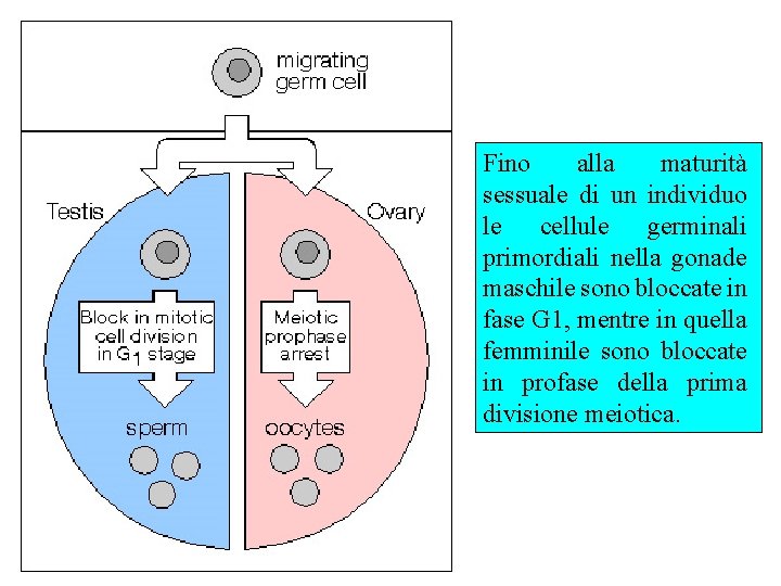 Blocco delle cellule germinali Fino alla maturità sessuale di un individuo le cellule germinali