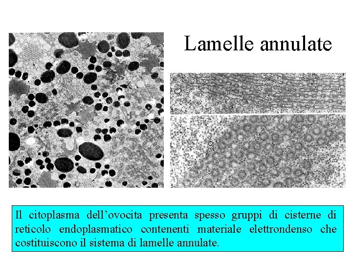 Lamelle annulate Il citoplasma dell’ovocita presenta spesso gruppi di cisterne di reticolo endoplasmatico contenenti