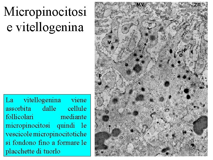 Micropinocitosi e vitellogenina La vitellogenina viene assorbita dalle cellule follicolari mediante micropinocitosi quindi le