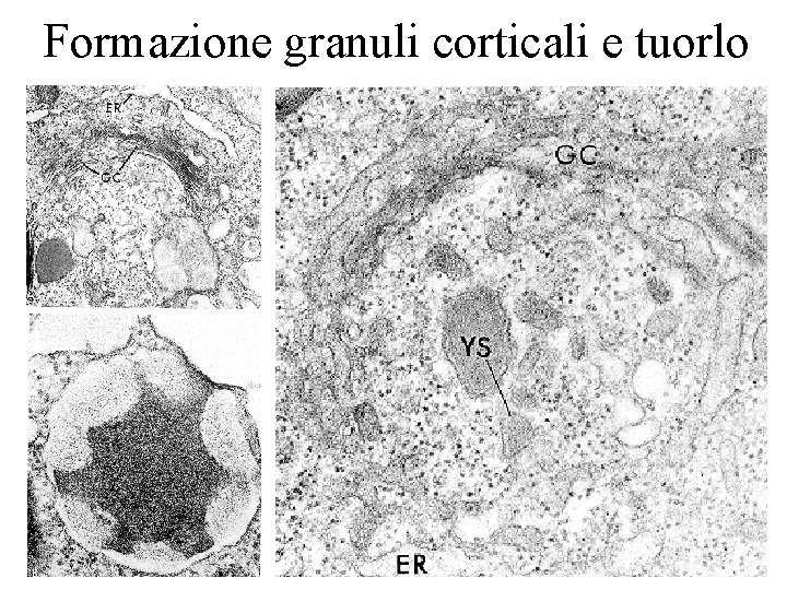 Formazione granuli corticali e tuorlo 