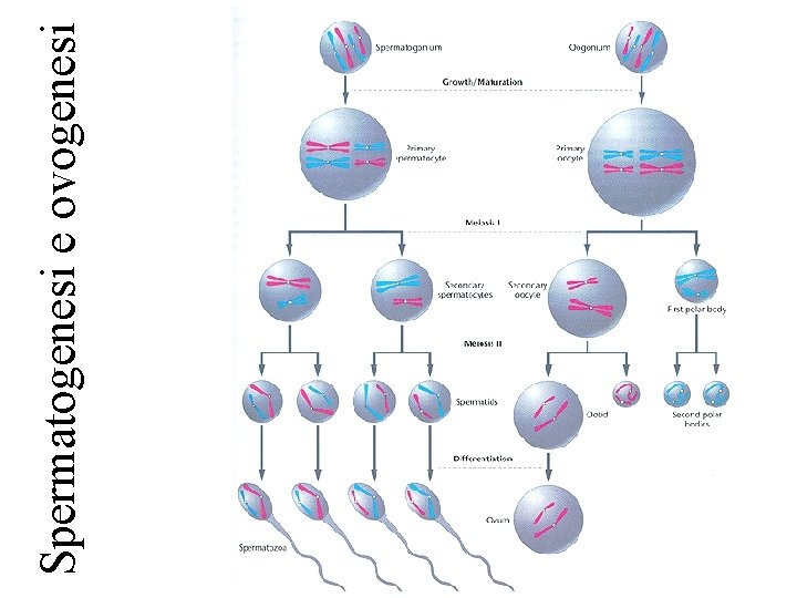 Spermatogenesi e ovogenesi 