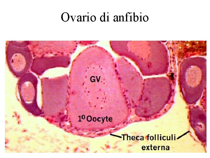 Ovario di anfibio 