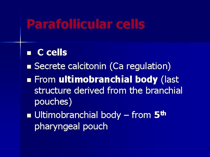 Parafollicular cells C cells n Secrete calcitonin (Ca regulation) n From ultimobranchial body (last