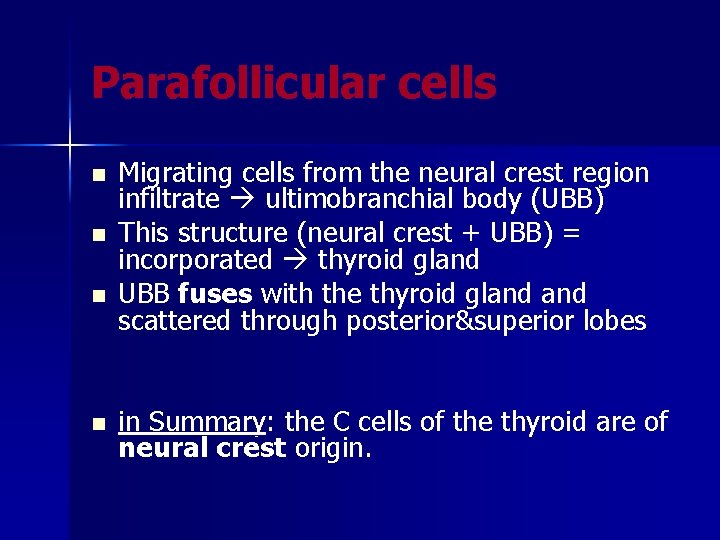 Parafollicular cells n n Migrating cells from the neural crest region infiltrate ultimobranchial body