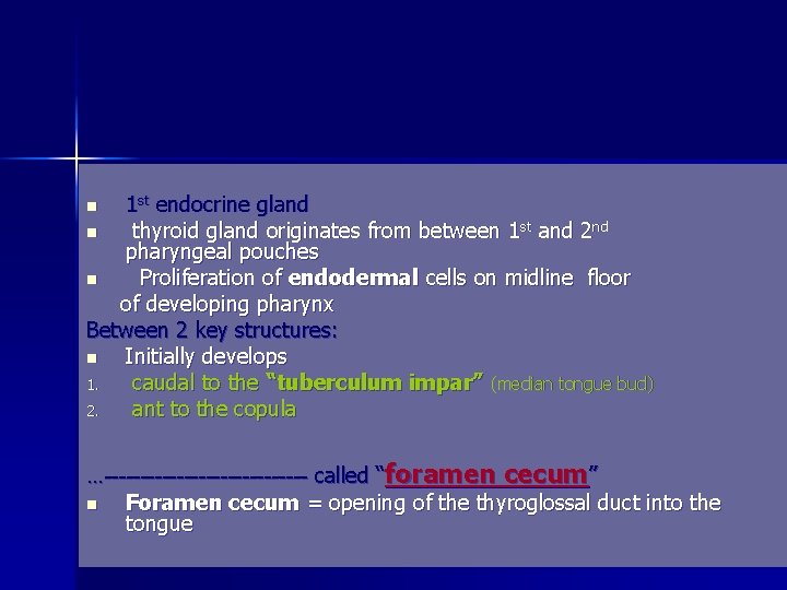 1 st endocrine gland n thyroid gland originates from between 1 st and 2