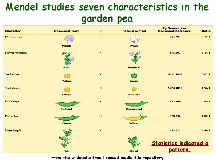 Mendel studies seven characteristics in the garden pea : Statistics indicated a pattern. From