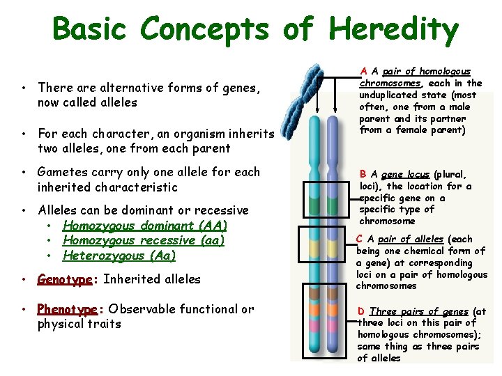 Basic Concepts of Heredity • There alternative forms of genes, now called alleles •