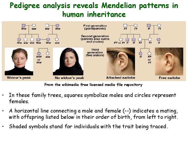 Pedigree analysis reveals Mendelian patterns in human inheritance From the wikimedia free licensed media