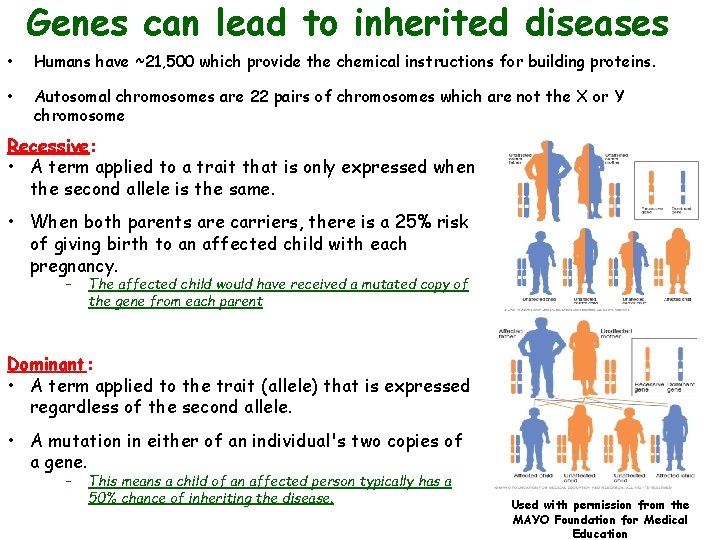 Genes can lead to inherited diseases • Humans have ~21, 500 which provide the