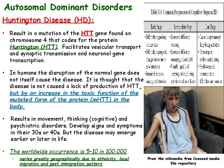 Autosomal Dominant Disorders Huntington Disease (HD): • Result in a mutation of the HTT