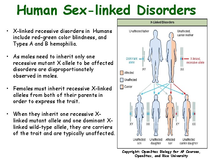 Human Sex-linked Disorders • X-linked recessive disorders in Humans include red-green color blindness, and