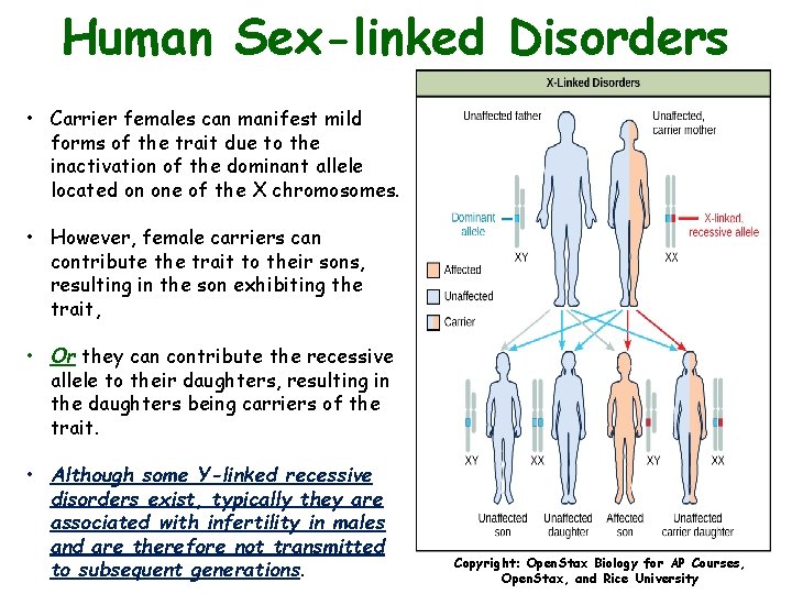 Human Sex-linked Disorders • Carrier females can manifest mild forms of the trait due