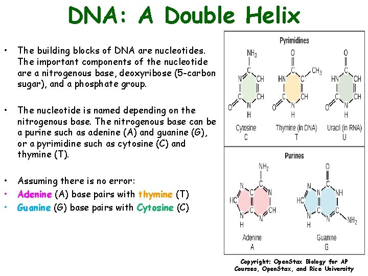 DNA: A Double Helix • The building blocks of DNA are nucleotides. The important