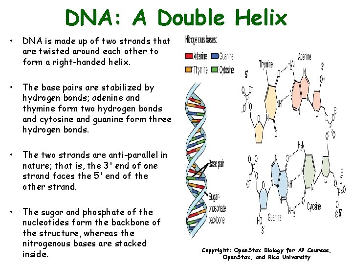 DNA: A Double Helix • DNA is made up of two strands that are
