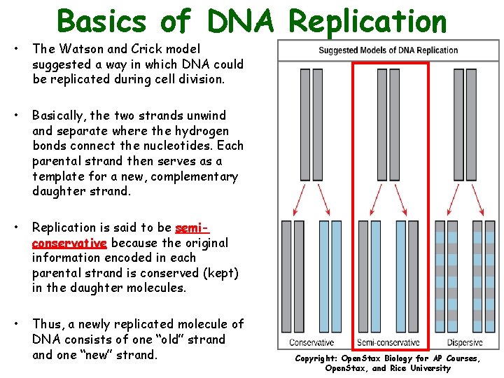 Basics of DNA Replication • The Watson and Crick model suggested a way in