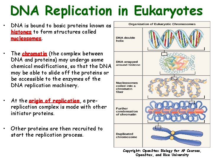 DNA Replication in Eukaryotes • DNA is bound to basic proteins known as histones