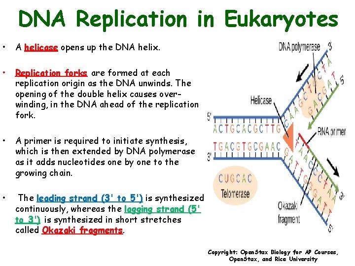 DNA Replication in Eukaryotes • A helicase opens up the DNA helix. • Replication