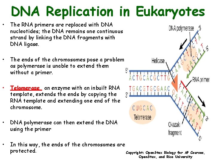 DNA Replication in Eukaryotes • The RNA primers are replaced with DNA nucleotides; the