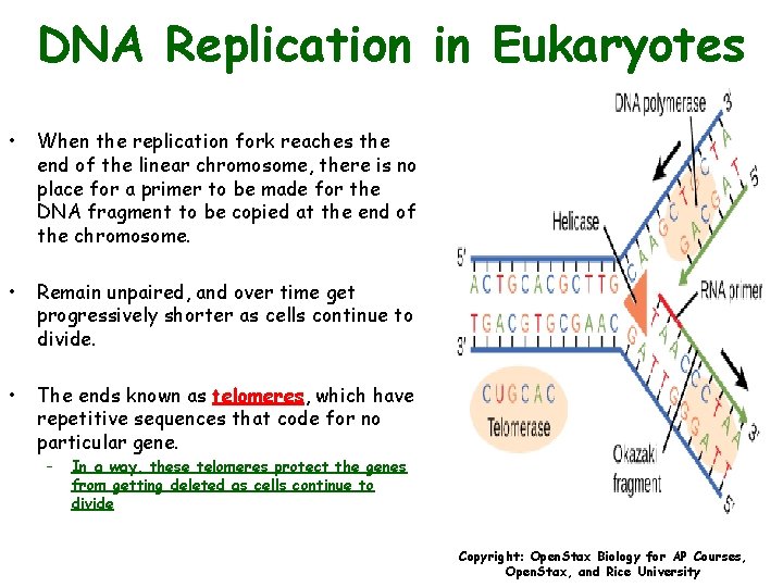 DNA Replication in Eukaryotes • When the replication fork reaches the end of the