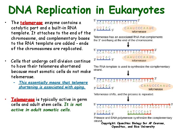 DNA Replication in Eukaryotes • The telomerase enzyme contains a catalytic part and a