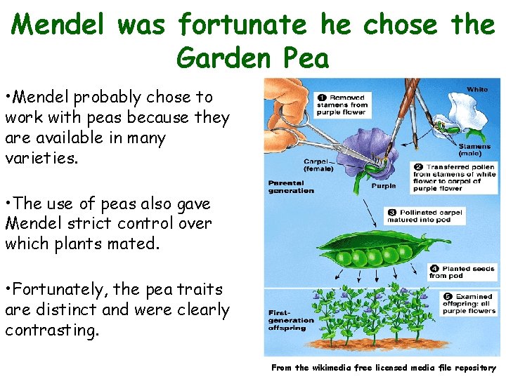 Mendel was fortunate he chose the Garden Pea • Mendel probably chose to work