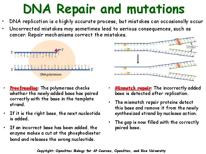 DNA Repair and mutations • • DNA replication is a highly accurate process, but