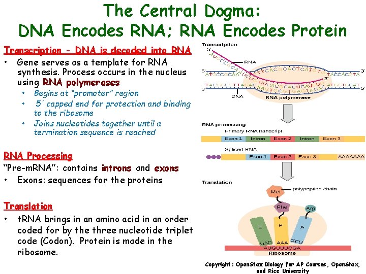 The Central Dogma: DNA Encodes RNA; RNA Encodes Protein Transcription - DNA is decoded