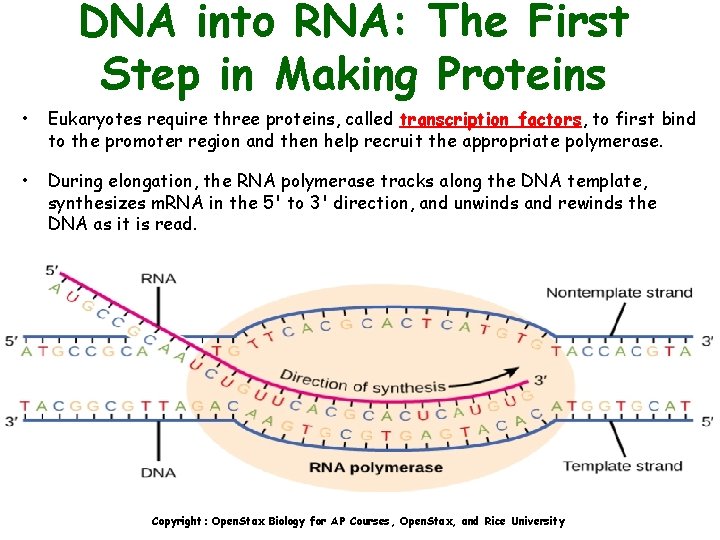 DNA into RNA: The First Step in Making Proteins • Eukaryotes require three proteins,