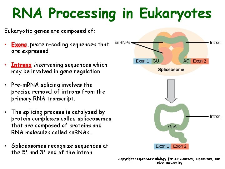 RNA Processing in Eukaryotes Eukaryotic genes are composed of: • Exons, protein-coding sequences that